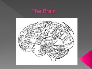 The Brain The Cerebral Hemispheres Left and Right