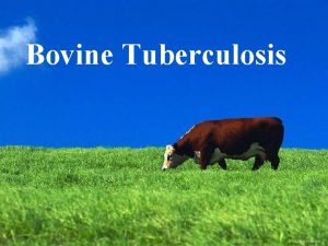 Bovine Tuberculosis Synonyms Tuberculosis Pearly disease Definition TB