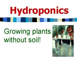 Hydroponics Growing plants without soil Number One vegetable