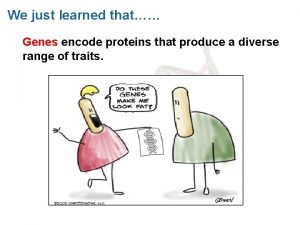 We just learned that Genes encode proteins that