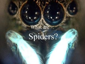 What are Spiders Some think that spider are