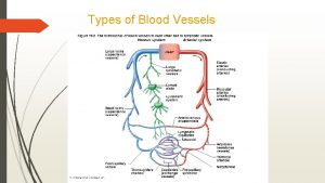Types of Blood Vessels Layers of blood vessels