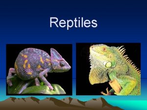 Reptiles 1 Reptiles Coldblood vertebrates Dry scaly skin