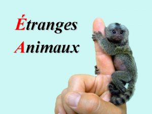 tranges Animaux Fourmi panda Euspinolia militaris Ce nest