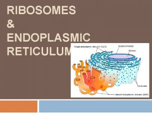 RIBOSOMES ENDOPLASMIC RETICULUM Ribosomes Made of ribosomal RNA