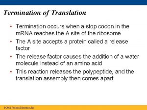 Termination of Translation Termination occurs when a stop