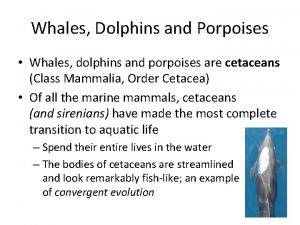 Whales Dolphins and Porpoises Whales dolphins and porpoises