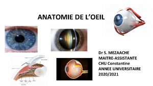 ANATOMIE DE LOEIL Dr S MEZAACHE MAITREASSISTANTE CHU