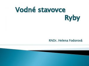 Vodn stavovce Ryby RNDr Helena Fodorov Stavba tela