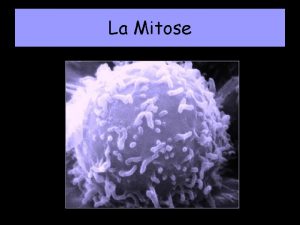 La Mitose La mitose Dfinition Phnomne gnral de