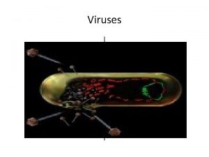 Viruses Viral structure Viruses are not cells Viruses