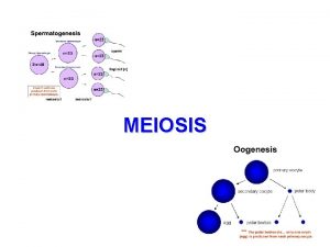 MEIOSIS Homologous Chromosomes Pair of chromosomes maternal and