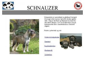 SCHNAUZER Schnauzeren er oprindeligt en grdhund beregnet til