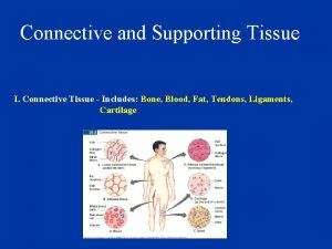 Connective and Supporting Tissue I Connective Tissue Includes