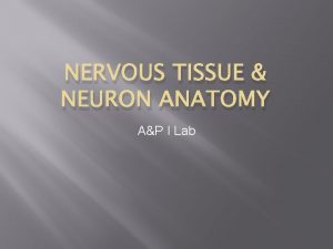 NERVOUS TISSUE NEURON ANATOMY AP I Lab Nervous