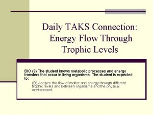 Daily TAKS Connection Energy Flow Through Trophic Levels