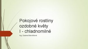 Pokojov rostliny ozdobn kvty I chladnomiln Ing Zuzana