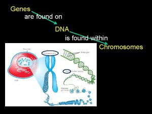 Genes are found on DNA is found within