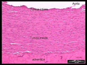 Arteria e vena TIMO Organo linfatico primario cio