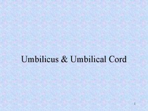 Umbilicus Umbilical Cord 1 The umbilicus also called