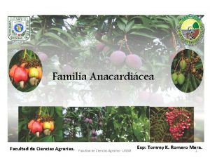 Familia Anacardicea Facultad de Ciencias Agrarias UNSM Exp