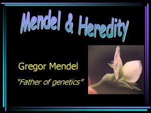 Gregor Mendel Father of genetics Mendel Successes 1