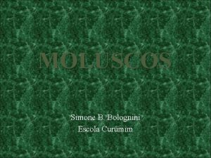 MOLUSCOS Simone B Bolognini Escola Curumim FILO MOLLUSCA