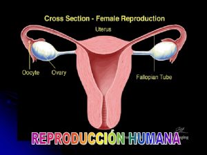 La reproduccin es el proceso mediante el cual