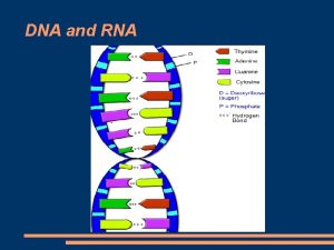 DNA and RNA History Rosalind Franklin 1951produced photos