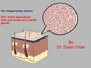 The Integumentary System Skin and its appendages hair