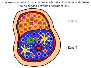 Enquanto os linfcitos recirculam atravs do sangue e