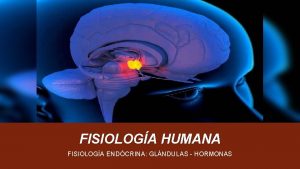 FISIOLOGA HUMANA FISIOLOGA ENDCRINA GLNDULAS HORMONAS HORMONAS Es