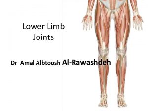 Lower Limb Joints Dr Amal Albtoosh AlRawashdeh Hip