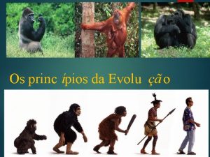 Os princ pios da Evolu o Eras Perodos