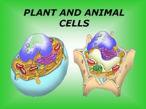 PLANT AND ANIMAL CELLS Sit Down Quietly Backpacks