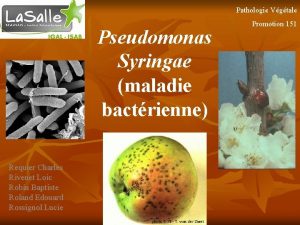 Pathologie Vgtale Pseudomonas Syringae maladie bactrienne Requier Charles
