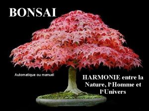 BONSAI Automatique ou manuel HARMONIE entre la Nature