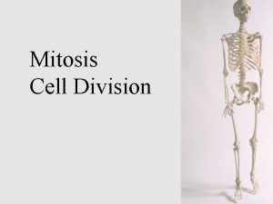 Mitosis Cell Division Cell division All complex organisms