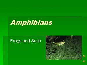 Amphibians Frogs and Such Frogs Salamanders Newts Toads