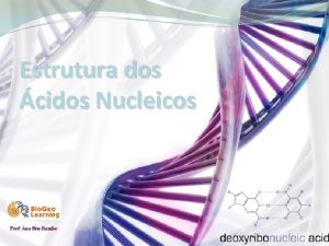 Estrutura dos cidos Nucleicos Prof Ana Rita Rainho