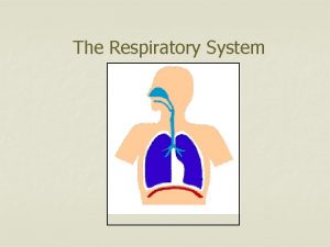 The Respiratory System Oxygen n n Oxygen is