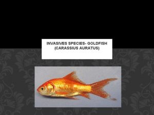 INVASIVES SPECIES GOLDFISH CARASSIUS AURATUS WHERE IT CAME