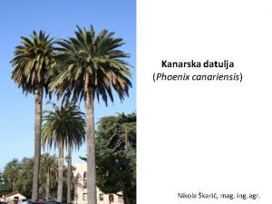 Kanarska datulja Phoenix canariensis Nikola kari mag ing