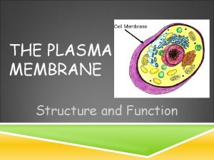 THE PLASMA MEMBRANE Structure and Function PLASMA MEMBRANE