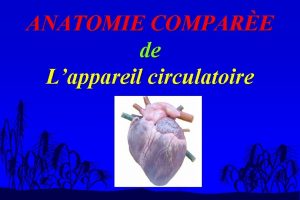 ANATOMIE COMPARE de Lappareil circulatoire Lappareil circulatoire n