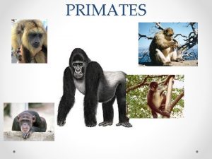 PRIMATES Qu comen los gorilas Los gorilas son