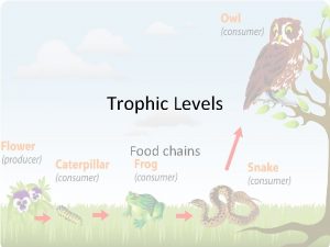 Trophic Levels Food chains Life cannot exist without