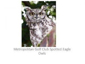 Metropolitan Golf Club Spotted Eagle Owls Metropolitan Golf