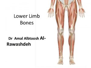 Lower Limb Bones Dr Amal Albtoosh Al Rawashdeh