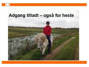 Adgang tilladt ogs for heste 1 Hvem er